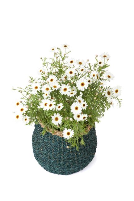 Ajni Blue Handmade 31 cm Natural Seagrass Storage Basket and Planter